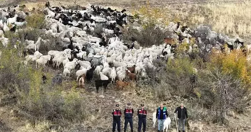 Kaybolan 544 küçükbaş dron destekli aramada bulundu