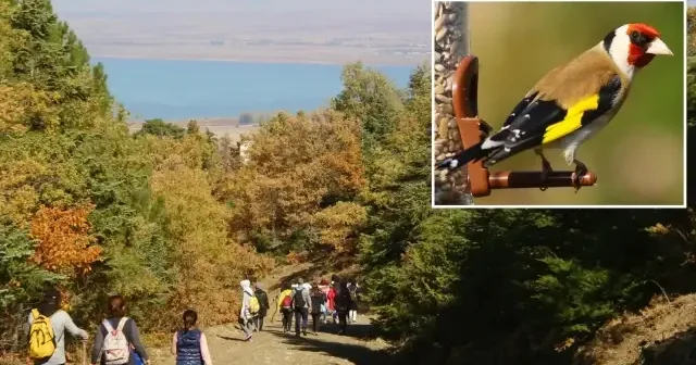 Kuş kaçakçıları suçüstü yakalandı: 247 saka kuşu kurtarıldı Adana Haberleri
