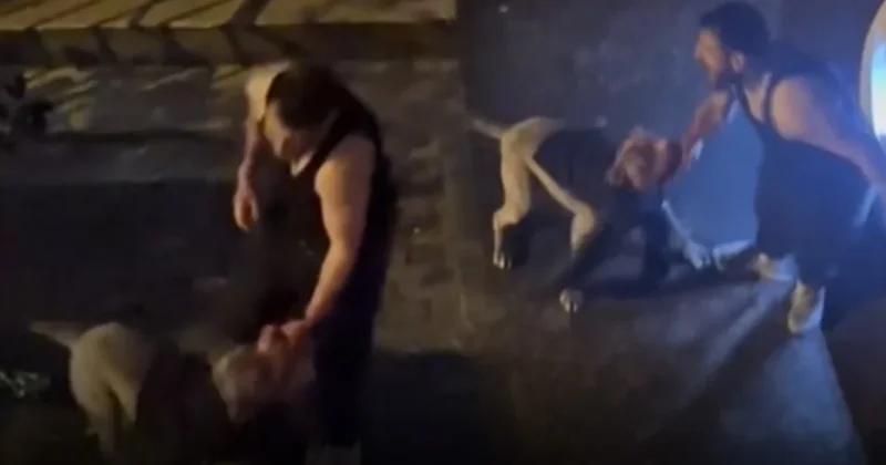 Yardım çığlıkları attı, kimse elinden alamadı... İstanbul da korkunç Pitbull saldırısı! Sözcü Gazetesi