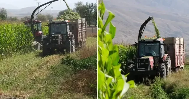 Erzincan Belediyesi 98 dönümlük alana çiftçi için ekti: Silajlık mısırda hasat başladı Erzincan Haberleri