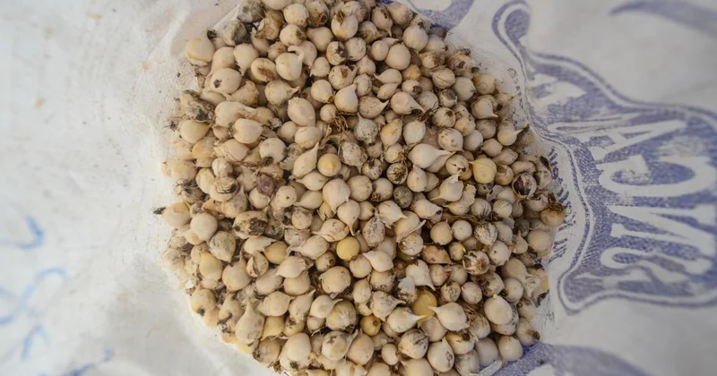 Tunceli de endemik dağ sarımsağı toplayan şüpheliye 557 bin lira ceza