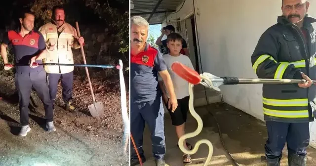 Hatay’da evlere giren 2 yılan yakalandı Hatay Haberleri