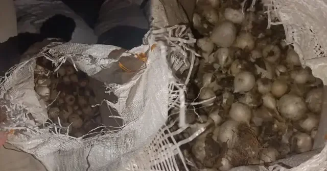 Tunceli’de Dağ Sarımsağı kaçakçılığı: 557 bin TL idari para cezası kesildi Gündem Haberleri