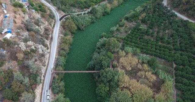 Hatay da Asi Nehri ni yeniden su sümbülleri kapladı Hatay Haberleri