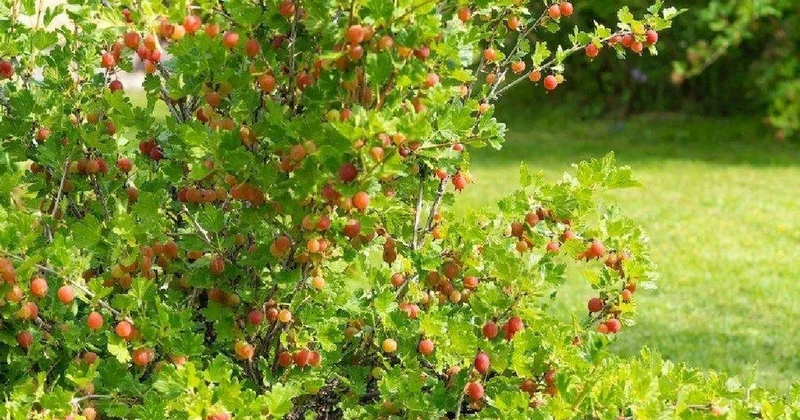 Türkiye de sadece bu 3 ilde kendi kendine yetişiyor: Kilosu 30 liradan 150 liraya fırladı Sözcü Gazetesi