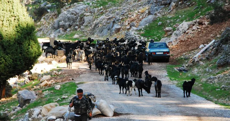 Tersine göç başladı; 4 aydır kaldıkları yaylalardan iniyorlar