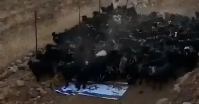 Batmanlı çobandan işgalci İsrail’e sert tepki: Keçilerini soykırımcının bayrağı üzerinden geçirdi VİDEO İZLE