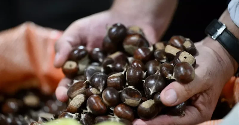 Düzce Kestane Mezatı Açıldı
