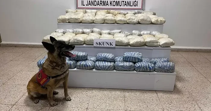 Van da 47 kilo 800 gram skunk ele geçirildi