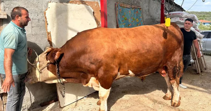 Kurbanlıkların en pahalısı; 1 ton 200 kiloluk dana araba fiyatına alıcısını bekliyor