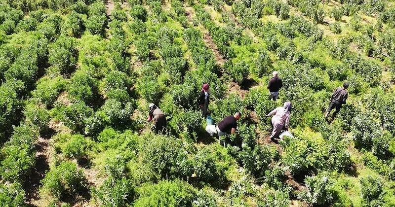 İslahiye’de 3 bin dekar alanda bezelye hasadı başladı Sözcü Gazetesi