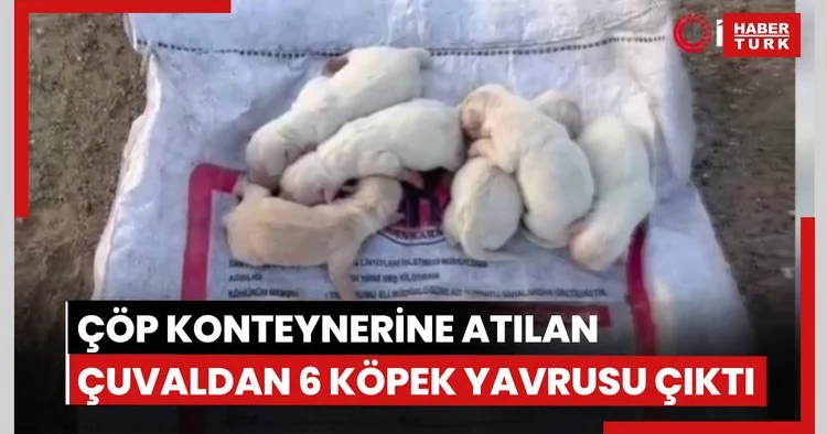 Çöp konteynerine atılan çuvaldan 6 köpek yavrusu çıktı