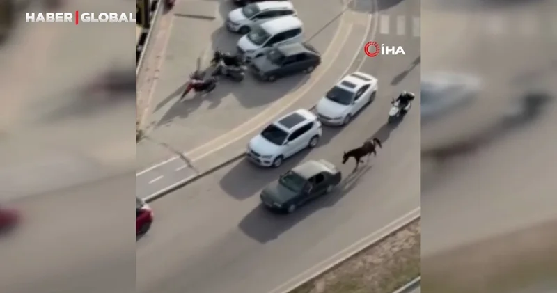 Otomobile atı bağlayıp götüren sahibi ve sürücü tutuklandı