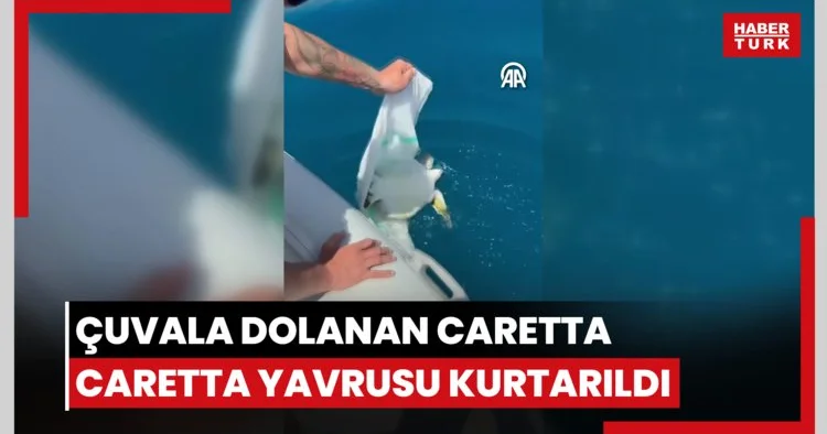 Alanya da çuvala dolanan caretta caretta yavrusu kurtarıldı