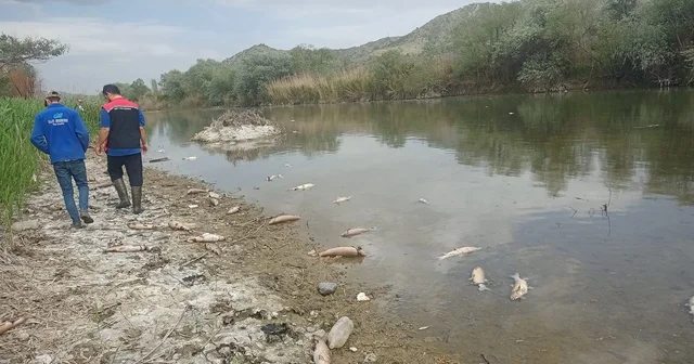 Çorum da Kızılırmak Nehri nde balık ölümleri Çorum Haberleri