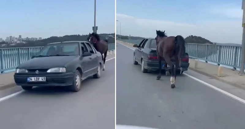 Atı otomobilin arkasına bağladı: 1986 TL ceza yedi