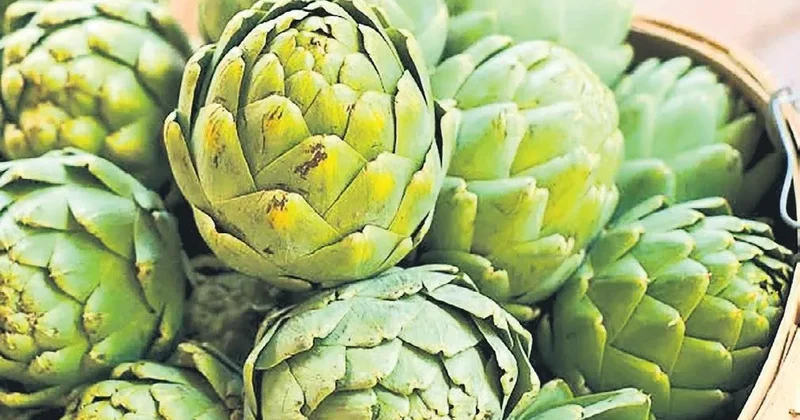 İDİL ÇİMRİN Şifa dolu sebze enginar