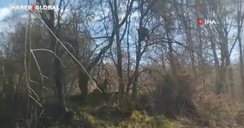 Kangallardan korkan ayı ağaca tırmandı