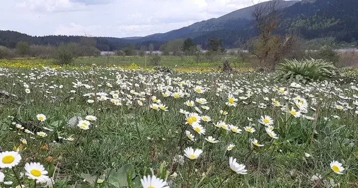 Rengarenk çiçekler göz kamaştırdı