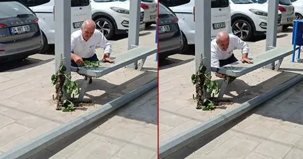 Batman haberleri Batman da panik anlar: Arıların toplandığı yeri görenler gözlerine inanamadı! 10 Mayıs 2025