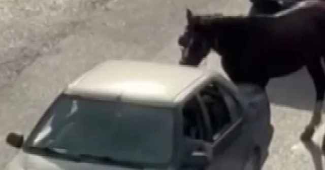 Adana trafiğinde eziyet böyle kaydedildi: Atını araca bağlayıp seyahat etti VİDEO İZLE