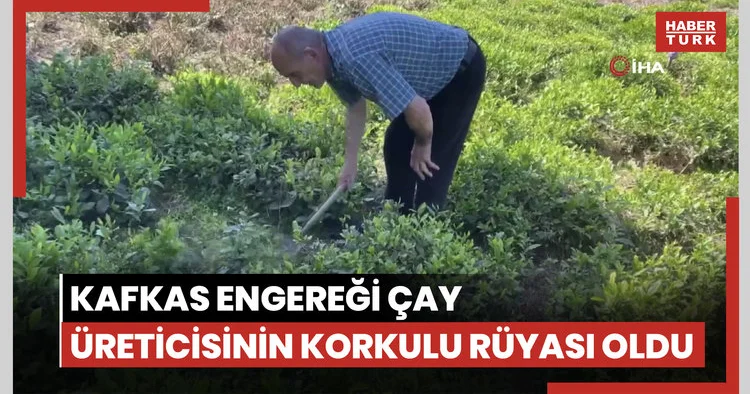 Kafkas engereği çay üreticisinin korkulu rüyası oldu