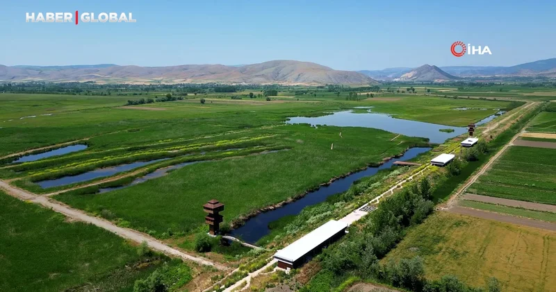 Kaz Gölü yeni evlenen çiftler için doğal stüdyo oldu