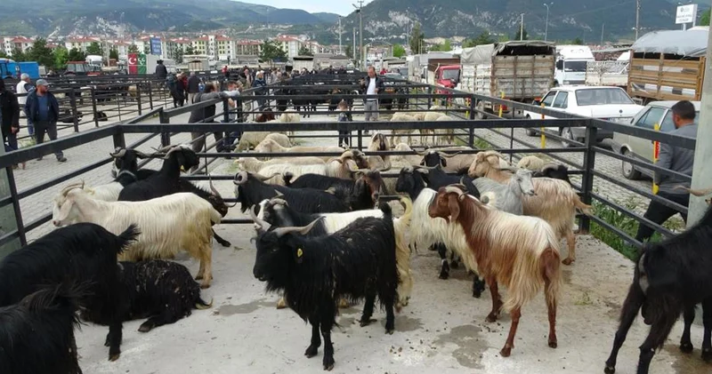 Kentte canlı hayvan pazarı geçici olarak kapatıldı