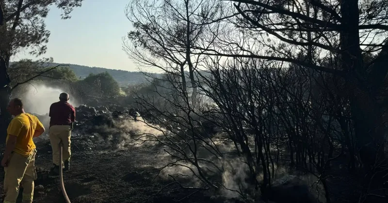 İki dönüm arazi ve 22 Kızılçam kül oldu!