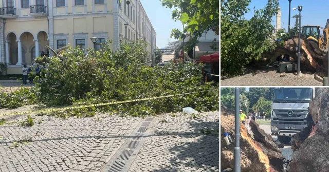 İzmir de tarihi Kemeraltı Çarşısı girişindeki dev çınar devrildi: Türk filmlerinin gözdesiydi İzmir Haberleri