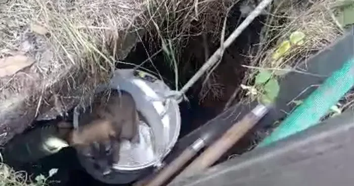 Arnavutköy de kuyuya düşen 4 yavru köpek kurtarıldı