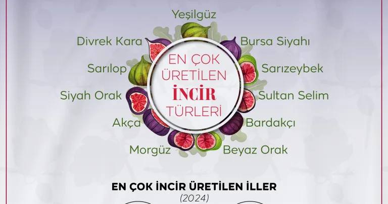 İncirin anavatanında 42 çeşidi var
