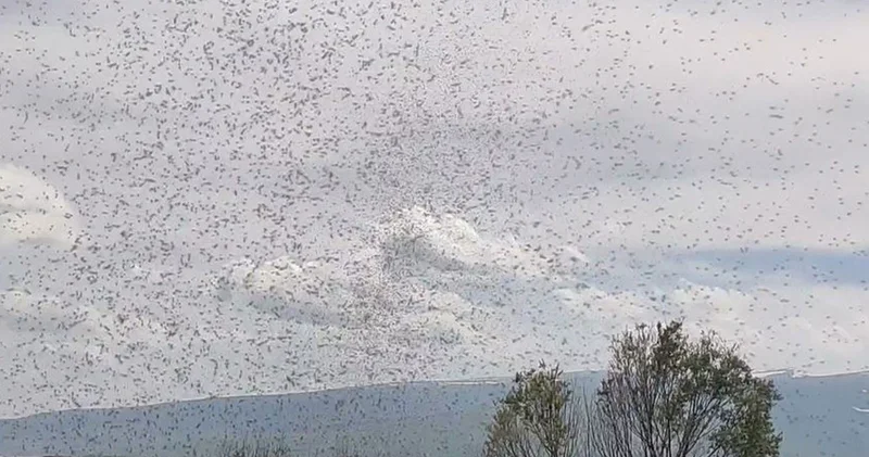 Akşamları ortaya çıkıyorlar! Milyonlarca kronomid, ilçe sakinlerini canından bezdirdi