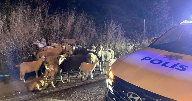 Çorlu’da çiftlikten kaçan 20 keçiyi polis buldu