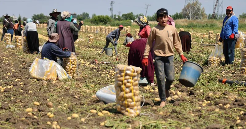 Patates hasadında çalışan işçilerin yevmiyesi ne kadar?