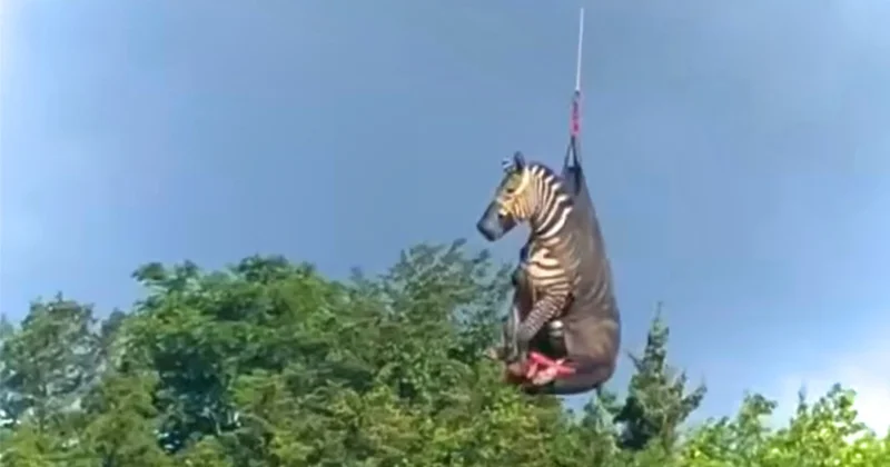 Bir aydır özgür koşan evcil zebra, helikopterle sahibine götürüldü Sözcü Gazetesi
