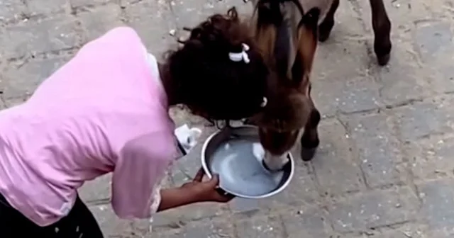 Gazzeli küçük kızın merhameti VİDEO İZLE