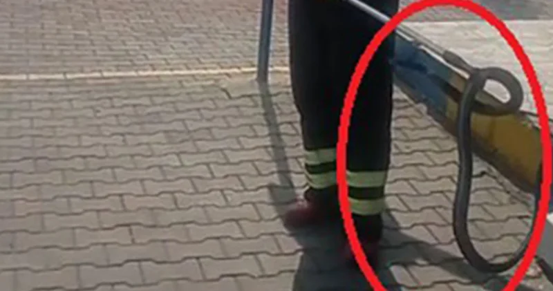 Fabrikada yılan paniği! Çalışanlar fark etti