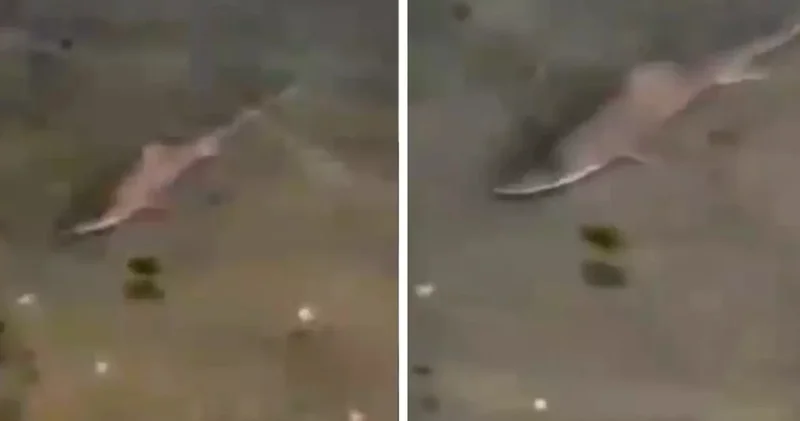 İstanbul un göbeğinde köpek balığı paniği!