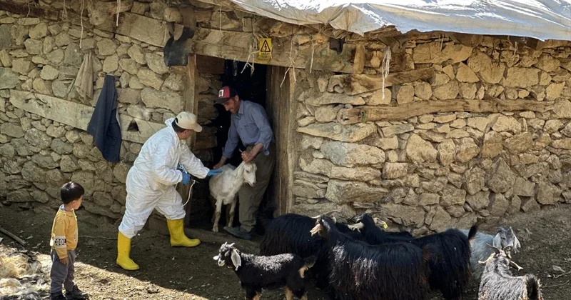 Şap hastalığının yeni serotipine karşı üretilen 6 milyon doz aşı sahaya sevk edildi
