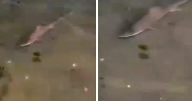 Caddebostan Sahili nde köpekbalığı paniği! İşte o anlar