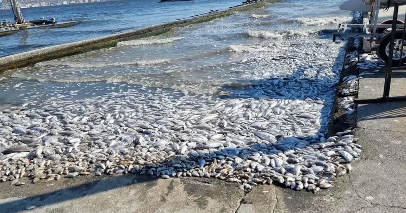 Balık ölümleri kapıda! Uzman isim uyardı: Yeniden olacak