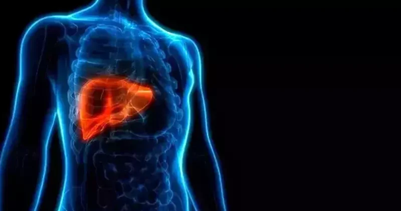 Marjinal organ nakilleri için perfüzyon cihazı
