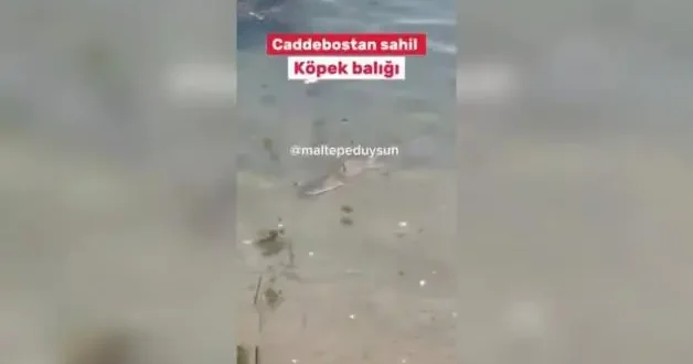 İstanbul da şaşırtan manzara: Caddebostan sahilde köpekbalığı görüldü