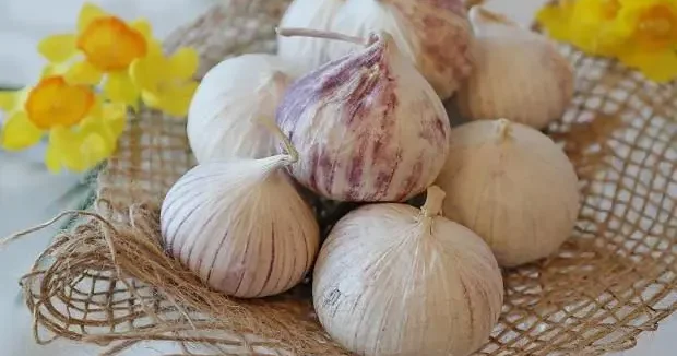 Tunceli haberleri Bu sarımsağı toplamak yasak: Cezası 557 bin lira! 10 Temmuz 2025