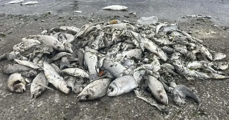 İzmir Körfezi nde büyük tehlike! Uzman isim Yakında başlayacak deyip uyardı