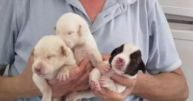 Tescilli ırk olan köpek 13 yavru dünyaya getirdi