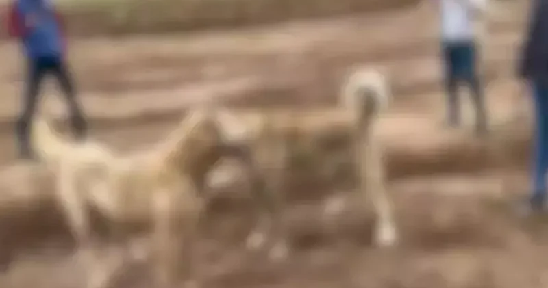 Kayseri de skandal olay! 2 kişi gözaltına alındı
