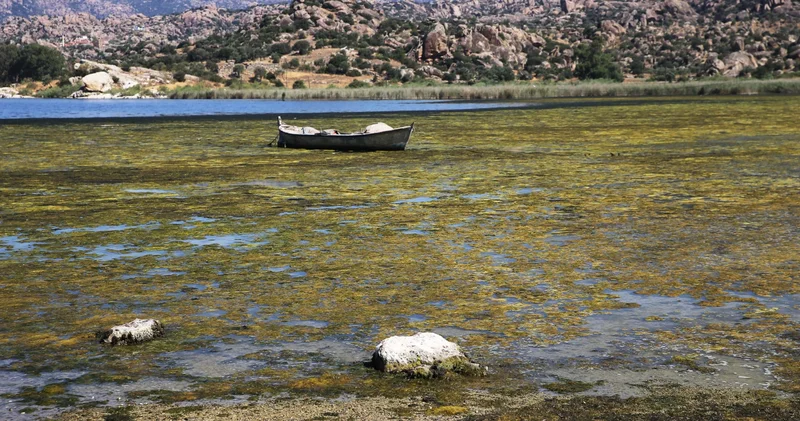 Bafa Gölü nde tedirgin eden görüntü: Balık ve canlı ölümleri görebiliriz!