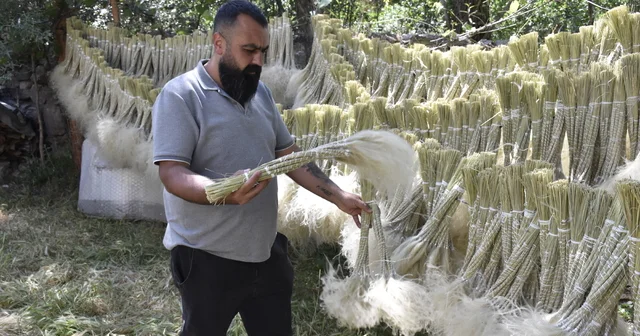Mekanları süsleyen pampasın zahmetli yolculuğu Sivas Haberleri